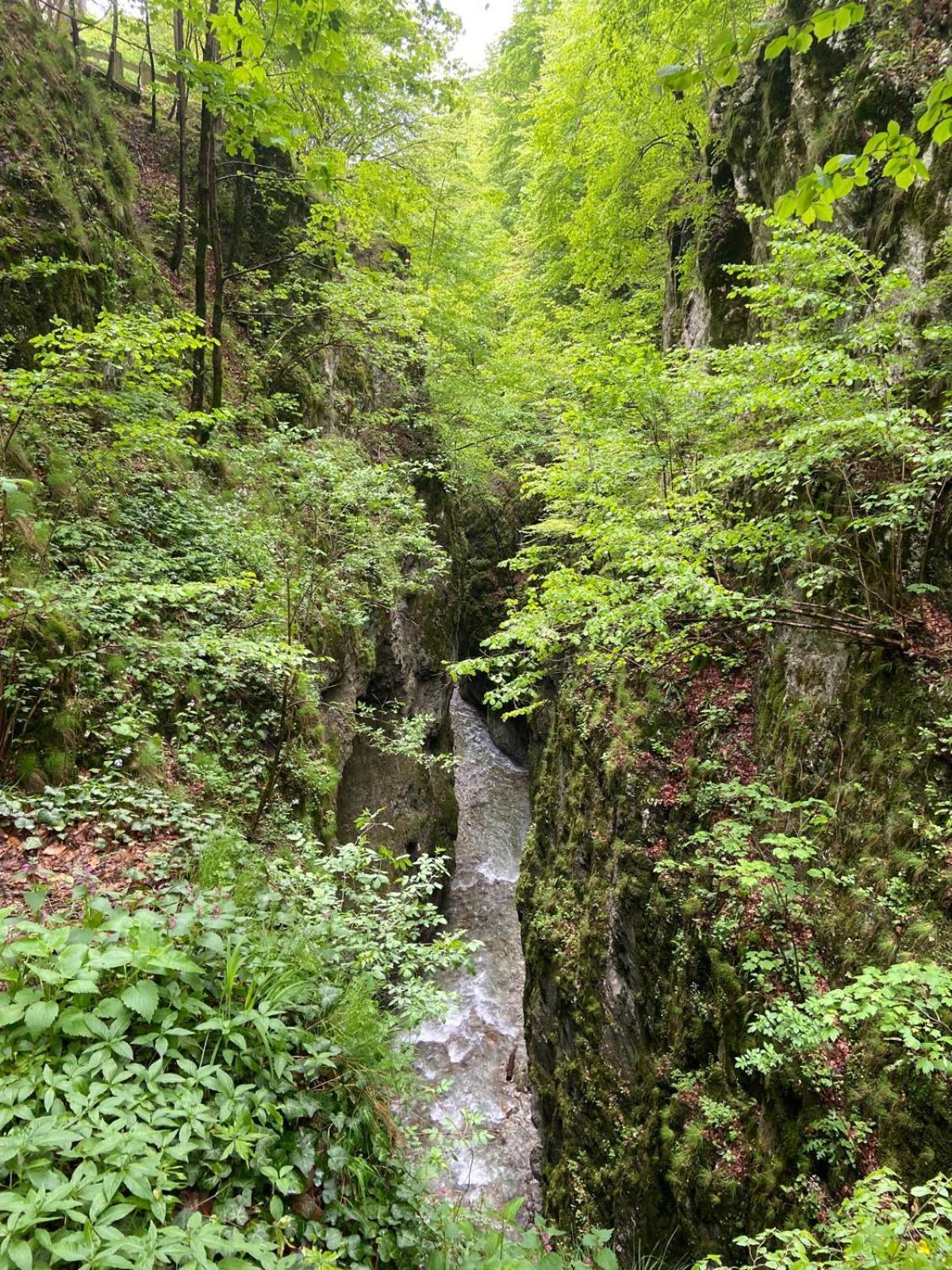 Pensiunea Craiul Muntilor-Rânca Exterior foto